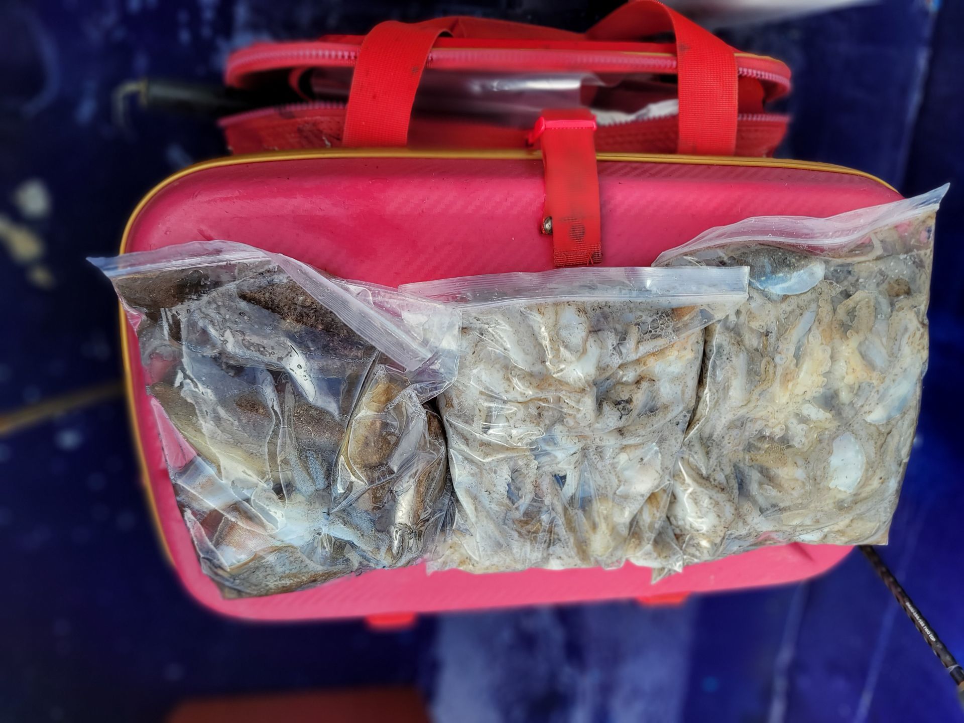 9월26일순풍호조황