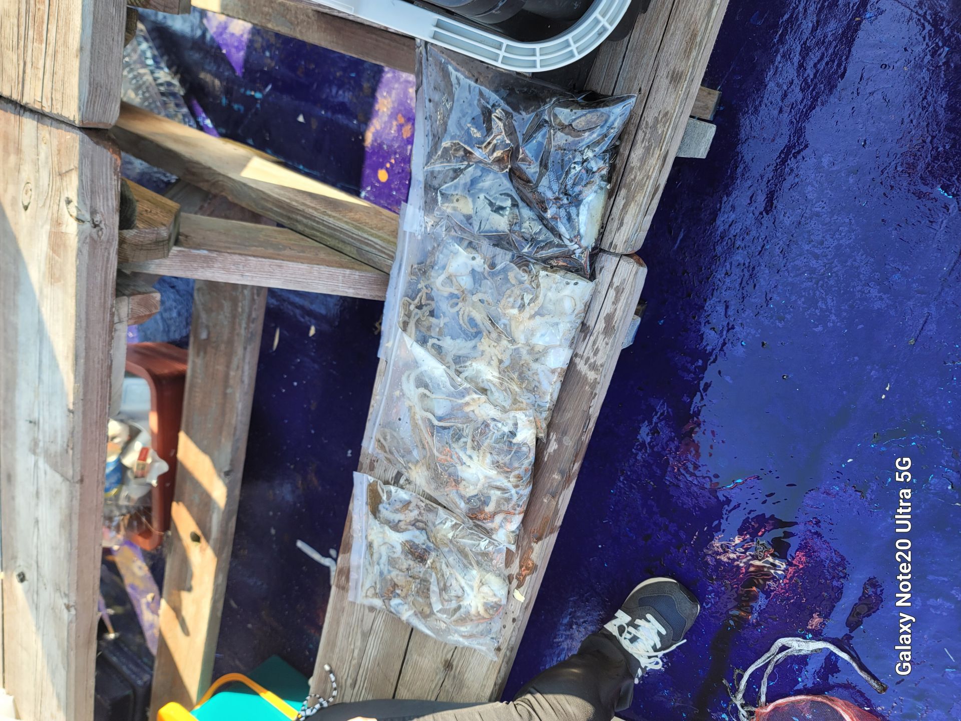 9월9일순풍호조황