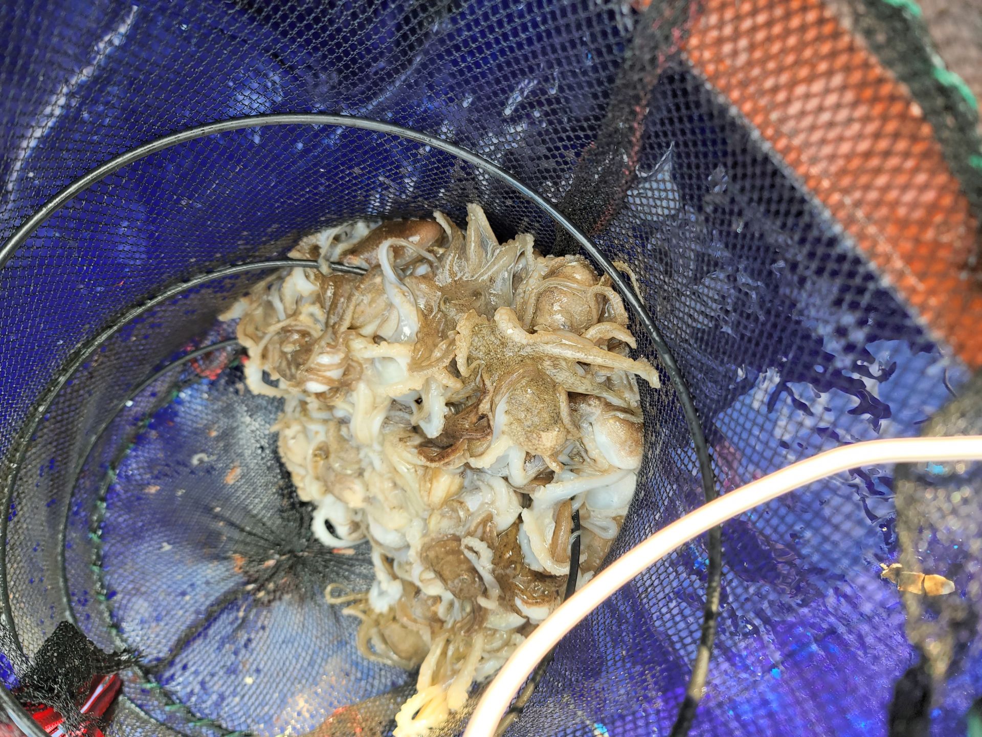 9월27일순풍호조황