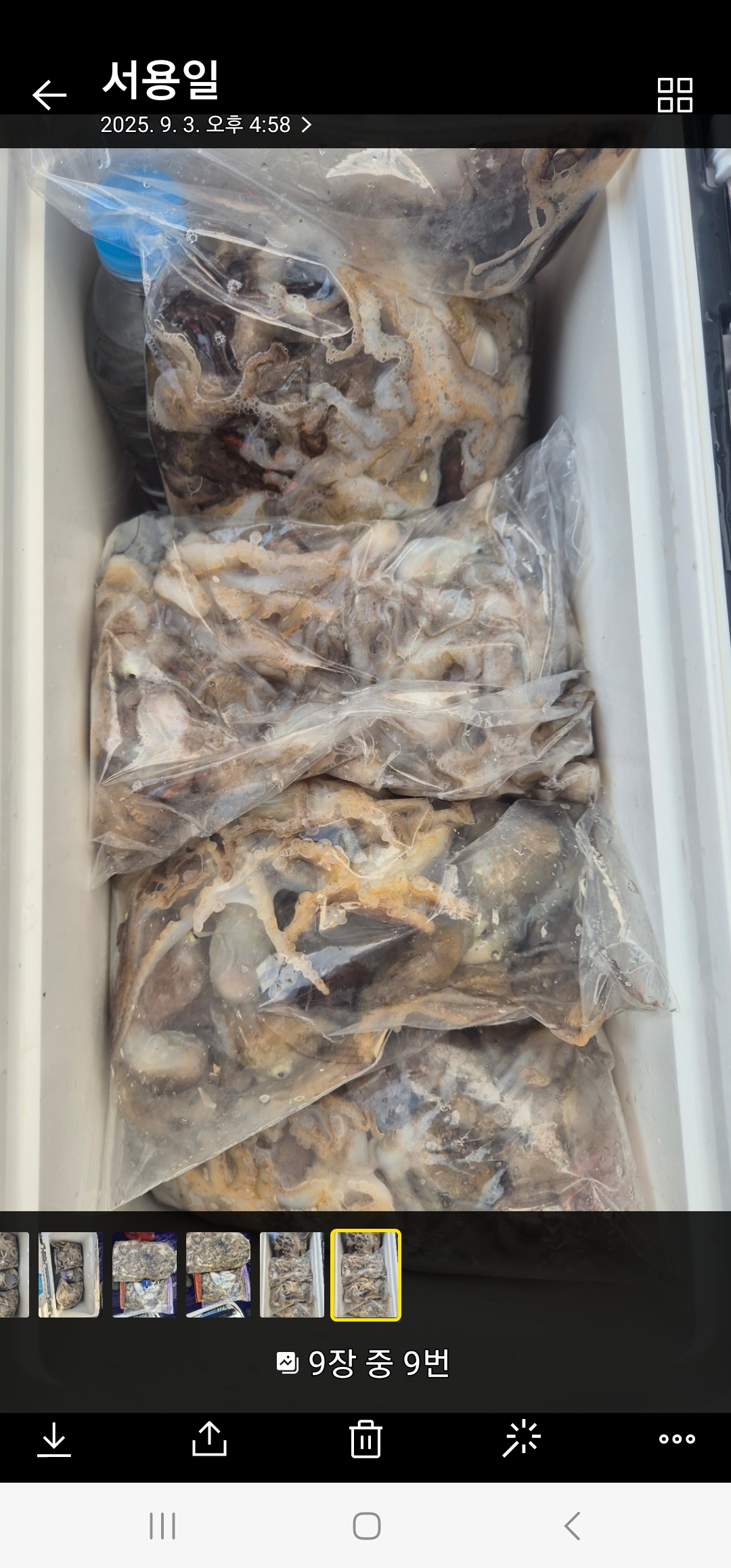 순풍호9월3일조황